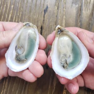 Green Gill Oyster
